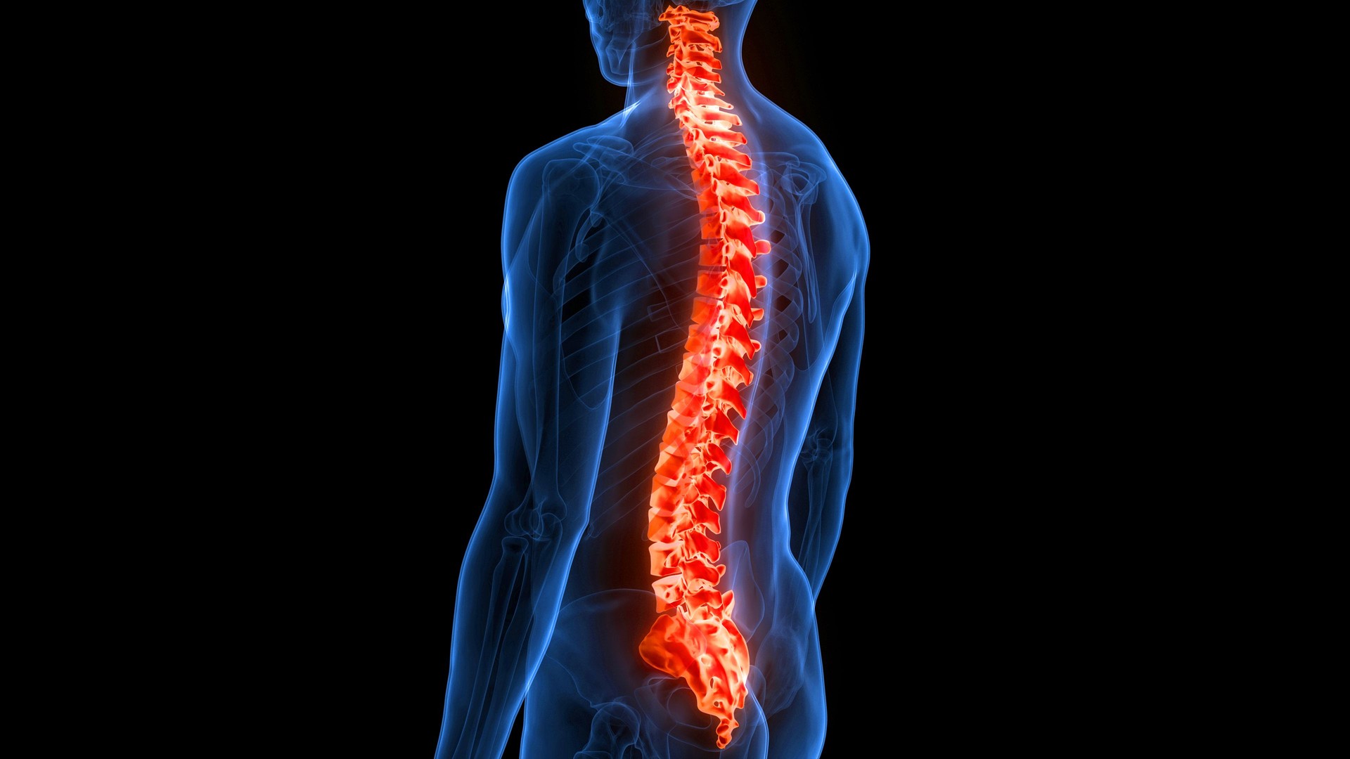 Spinal Cord Vertebral Column of Human Skeleton System Anatomy